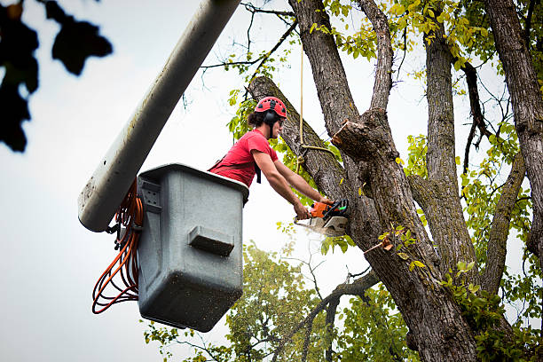 How Our Tree Care Process Works  in Staunton, VA